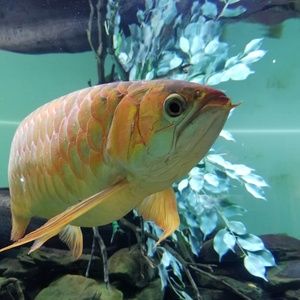 Meet your Posher, Leigh